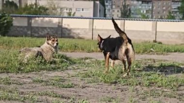 İki sokak köpeği toprak zeminde bir şehir parkı ortamında çimen parçalarıyla etkileşime girer. Büyük gri köpek yaklaşır ve küçük siyah-esmer köpeği koklar. Tipik köpek sosyal davranışı.