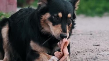 Toprak zeminde yatan, küçük siyah ve bronz sokak köpeğinin yakın plan çekimi, dikkatle pençeleri arasında tutulan et parçasını yalıyor ve çiğniyor. Açık şehir manzarası köpeklerin hayatta kalmaya odaklandığını gösteriyor..