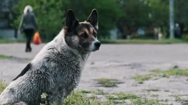 Melez sokak köpeği yol kenarındaki yeşil çimlerde oturur, kafasını çevirir arka planda yürüyen birini dikkatle seyreder, sonra ayağa kalkar ve gider. Kentsel ortamdaki hayvan davranışlarına odaklan.