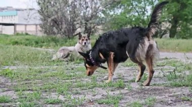 Mor yakalı, siyah ve bronz bir sokak köpeği çimenli bir alanda toprağı koklarken, başka bir gri köpek ağaçların ve kentsel binaların yakınlarındaki bulanık arka planda dinleniyor..