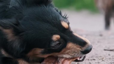 Son derece yakın plan, siyah ve bronz köpeklerin et kırıntılarını yoğun bir şekilde çiğnemesine odaklanır. Detaylara göre göz, kürk dokusu ve dişler dışarıda bulunan yiyecekleri kemirmiş..