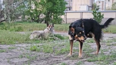 Mor yakalı, siyah ve esmer bir sokak köpeği, yeşil çimenli arka planda uzanmış başka bir gri hayvanla toprağı koklamaya devam etmeden önce burnunu yalıyor..