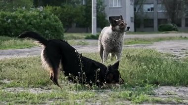 Şehir parkında iki sokak köpeği görüldü. Siyah ve esmer bir köpek yerde bulunan bir nesneyi dikkatle çiğnerken, daha büyük gri benekli bir arkadaş da yakınlarda dikilip dikkatle izliyor..