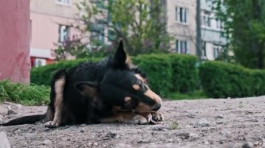 Alçak açı, toprak zeminde yatan küçük siyah ve bronzlaşmış sokak köpeğini yakalar. Pençeleri arasında tutulan et parçasını dikkatle kemirir. Şehir binaları ve yeşil çalılar açık zemin oluşturur.