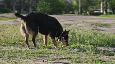 Yakalı küçük siyah ve bronz sokak köpeği şakacı bir şekilde saldırır ya da şehir merkezinde toprak yolun yakınındaki yeşil çimlere doğru kazar. Odaklanmış köpek davranışı içgüdüsel oyun veya arama etkinliği gösterir.