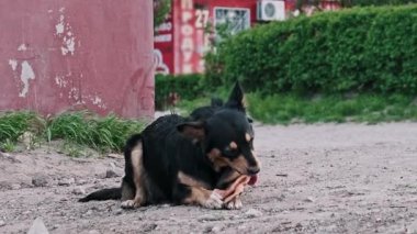 Küçük siyah ve bronzlaşmış sokak köpeği kırmızı bir duvarın ve yeşil çalıların yakınındaki toprak zeminde oturur ve dikkatle pençeleri arasında tutulmuş bir et parçasını çiğner. Kentsel açık hava ortamı arka plan sağlar.