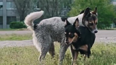 Daha büyük gri ve beyaz bir sokak köpeği, şehir yolu yakınlarındaki yeşil çimenli bir alanda duran daha küçük siyah ve kahverengi bir köpeğe biner. Köpekler gün ışığında ağaçların ve binaların yakınında etkileşime geçiyorlar..