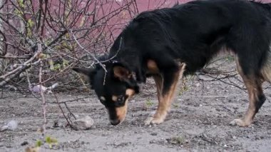 Orta pişmiş bir köpek, kuru çalıların yakınındaki kirli zemini koklarken, yemekten sonra dudaklarını yalarken, merakla kameraya bakarken, yıpranmış kırmızı bir arka fona bakar..