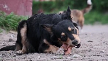 Siyah ve bronz köpek yerde yatar çiğ eti çiğnerken, pençeleriyle tutarken, başka bir bulanık sokak köpeği arka planda çimenlerin yakınındaki kirli bir patikada yürür.