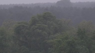 Şiddetli bir sele dayanan sık bir ormanın manzarası. Şiddetli yağmurun altında ağaçlar şiddetli bir şekilde sallanıyor. Kalın sis manzarayı örtüyor ve doğanın ham güçlerinin atmosferik bir görüntüsünü oluşturuyor..