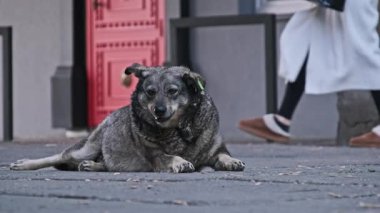 Kulağında yeşil bir kimlik etiketi olan tüylü, gri bir sokak köpeği kırmızı bir kapının yanından geçerken kameraya doğru bakan şehir kaldırımında uzanıyor..