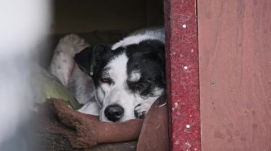 Aşırı yakın plan, ahşap kulübesinde dinlenen siyah beyaz bir köpeğin yüzünü yakalar. Köpek yavaşça göz kırpıyor, ayrıntılı gözleri doğrudan kameraya bakıyor sakin bir tavırla..