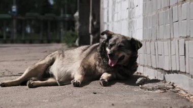 Terk edilmiş evsiz bir köpek, eski bir şehir duvarının yanında, sıcaktan soluk soluğa kalmış, hayvanların terk edilmesinin üzücü bir hatırlatıcısı ve acil bir şefkat ihtiyacı içinde..