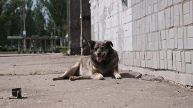 Şehir asfaltında yatarken derin derin nefes alan bitkin bir sokak köpeğinin yakın çekimi, kederli gözleri, kentsel evsizliğin ve ihmalkarlığın acı gerçekliğini yansıtıyor..