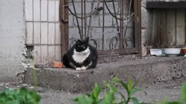 Siyah ve beyaz bir sokak kedisi parmaklıklı pencereli bir binanın yakınındaki beton bir basamakta sabırla oturur. Kedi, şehir manzaralarında evsizlerin sıkça görüldüğü kentsel çevresini gözlemler..