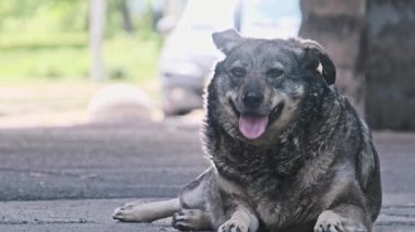 Yeşil kulaklıklı, arka ışıklandırılmış gri sokak köpeği asfaltta sakince yatıyor, dili dışarı fırlamış halde. Gözlemci köpek açık şehir ortamında gevşer, bulanık yeşillik ve arka planda bir araba.