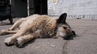 Şehir ortamında sert beton kaldırımlarda uyuyan yorgun, tüylü, kahverengi bir sokak köpeğinin yakın çekimi. Bir sinek sırtüstü uzanır, kırılganlığını ve o anın sessizliğini vurgular.