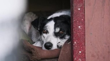 Hüzünlü bir ahşap köpek kulübesinde dinlenen melankolik kahverengi gözlü, siyah beyaz bir sokak köpeğinin yakın çekimi. Doğrudan kameraya bakıyor, yalnızlığını vurguluyor..