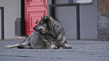 Kulağında kimlik etiketi olan tüylü, gri evsiz bir köpek kaldırımda yatıyor, yavaşça nefes nefese, kentsel bölgelerdeki başıboş hayvanların durumunu vurguluyor..