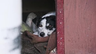 Süslü, siyah ve beyaz bir sokak köpeğinin, derme çatma ahşap kulübesinde, boyalı bir borunun yanında sakince yatarken, etrafını, yıpranmış tuğladan bir duvara sessizce bakarken orta boy görüntüsü..