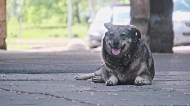 Kulak etiketi olan gri bir sokak köpeği kemerin altında asfaltta sakince nefes nefese yatıyor. Arka plan bulanık bir park sahnesini gösteriyor. Ağaçlar ve arabalar, yeşil bir alanda köpek varlığını vurguluyor.