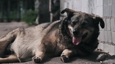 Orta büyüklükteki bitkin, kahverengi başıboş köpek asfaltta yatıyor. Muhtemelen sıcaktan dili dışarı çıkmış bir şekilde nefes nefese. Shaggy kürklü köpek bir kulaklık ile fayanslı bir duvar tarafından dinleniyor, bitkin görünüyor ve yardım arıyor.