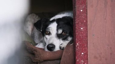 Yakından bakıldığında, koyu kahverengi gözlü, siyah beyaz bir evsiz köpek görünür. Köhne ahşap barınaklarından bakar, iç kısımları gölgeli, özlem ve yorgunluk taşır..