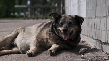 Etiketlenmiş evsiz bir köpeğin, duvarın yanındaki asfaltta dinlenip nefes nefese kalışının yakın çekimi. Serseri hayvan yorgun görünüyor, kentsel bir çevrede sıcaktan korunmak istiyor. Hayvan refahı sorunu.