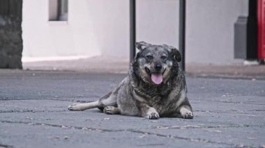 Kulağında yeşil bir etiket olan gri-kahverengi sokak köpeği beton kaldırımda yatıyor, dili dışarıda nefes nefese. Köpek etrafına bakınır, şehir merkezinde dinlenir.