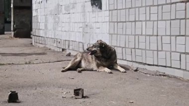 Issız bir sokak köpeği, sıcaktan nefesi kesilen bir şehir duvarının yanında, güneşte kavrulmuş asfalt üzerinde dinleniyor. Evsizliğin ve savunmasızlığın dokunaklı bir manzarası. Arka plandaki kişi.
