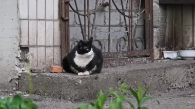Siyah ve beyaz smokinli başıboş bir kedi şehir ortamında beton bir çıkıntının üzerinde dikkatle oturur ve etrafını keskin yeşil gözleriyle paslı metal bir kapı ve eski tuğla bir duvarın yanında izler..