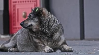 Şehirdeki kaldırımlarda yatan, muhtemelen sıcaktan dili açık bir şekilde nefes nefese kalmış, kahverengi tüylü sokak köpeğinin orta boy fotoğrafı. Görünürde yorgun ve yeşil bir kulaklık takan köpek, bir duvarın yanında dinleniyor..