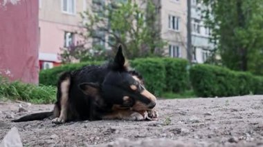 Yakın perspektif, yerde yatan ve pençeleri arasında sıkıca tutulan bir kemiği kemirmeye odaklanmış siyah ve bronz bir sokak köpeğini yakalar. Binalı kentsel çevre yavaşça bulanıklaşıyor