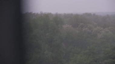 Şiddetli yağış sırasında sık bir ormanın manzarası, sağanak altında ağaçlar hafifçe sallanıyor. Şiddetli yağmur damlaları sisli, gri bir atmosfer yaratır. Uzak ormanlık ve ufku kısmen gizler..