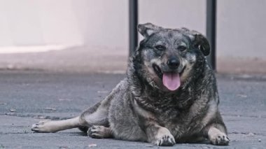 Yeşil kulaklıklı gri bir sokak köpeğinin orta boy görüntüsü. Asfaltta dinlenirken dili açık nefes alıyor. Gözlemci köpek etrafa bakar, yaz sıcağına dayanır..