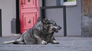 Yeşil kulaklıklı, tüylü, gri bir sokak köpeği bir binanın yakınındaki beton kaldırımda duruyor. Köpek pantolonunu hafifçe indirir, arka planda bir insan yürürken kentsel çevresini gözlemler.