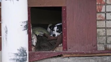 Siyah ve beyaz evsiz köpeklerin yakın plan görüntüsü. Duygulu kahverengi gözleri olan, rahat yatağından dışarı bakan, kırsal bir ahşap köpek kulübesinin içindeki kameraya bakan..