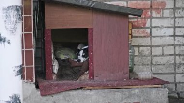 Hüzünlü gözleri olan siyah beyaz bir sokak köpeği, basit ahşap köpek kulübesinde yatar ve dışarı bakar. Sığınak, şehir dışındaki eski bir tuğla duvara dayanıyor.