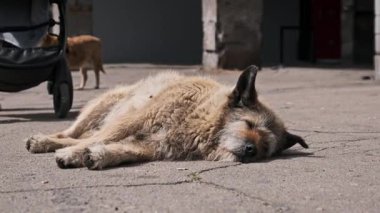 Bej rengi bir sokak köpeği şehrin kaba asfaltında mışıl mışıl uyuyor. Arka planda gezinen başka bir evsiz köpek, şehir ortamlarında terk edilmiş hayvanların durumunu vurguluyor..