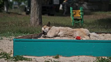 Açık renkli bir sokak köpeği, güneşli bir arka planda ağaçlar ve çimenler görünen açık bir oyun alanındaki canlı mavi çocuk kum havuzunda huzur içinde uyur..