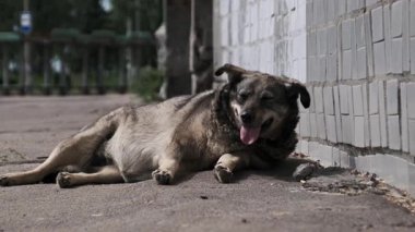 Yakın plan: Yorgun bir evsiz köpek pantolonu seramik bir duvarın yanında asfalt üzerinde, bitkin durumda, hayvan refahının artırılması ve başıboş gezenler için barınak programları için açık bir çağrı.