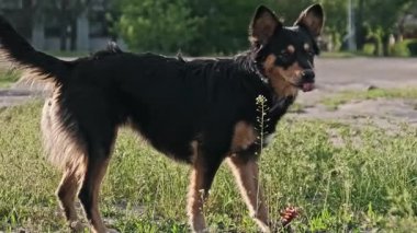 Yakın çekim, mor yakalı bir sokak köpeğini şehir parkının yeşil çimlerinde gün boyunca yoğun bir şekilde koklayarak ve bir şeyler yerken yakalar ve yere odaklanır..
