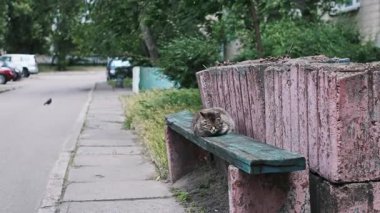Evsiz bir tekir kedi, şehir merkezindeki bir kaldırımın yanındaki yıpranmış ahşap bankta uyuyor. Sahne, şehir çevresindeki başıboş hayvanlar ve kentsel bozulma sorununu vurguluyor..