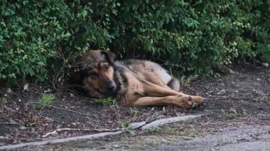 Yalnız, evsiz, üzgün gözlü melez bir köpek yeşil bir çitin yanında yerde yatıyor. Yorgun hayvan etrafına bakıyor, şehir ortamlarındaki terk edilmiş hayvanların durumunu vurguluyor..