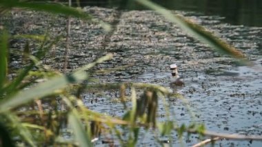 Çöpe atılmış plastik bir şişe, yeşil yosunlar ve yosunlar arasında bulanık ve durgun suyun yüzeyinde yüzer ve doğadaki çevresel kirliliği vurgular..
