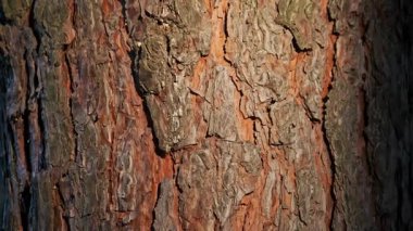 Pürüzsüz bir izleme çekimi, güneşin sıcacık parıltısıyla vurgulanmış bir çam ağaçlarının engebeli yüzeyinde hareket eder. Arka planda barışçıl, odakları olmayan bir orman var..