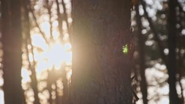 Sağ tarafta bir çam ağacı gövdesi var. Parlak batan güneş ormanın içinden süzülerek sinemanın alevi ve büyülü bir his veren güzel, sıcak bir bokeh arkaplan oluşturuyor..