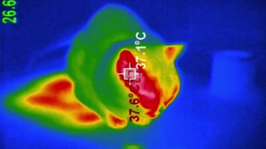Termal kameralar evcil bir kedinin ısı izini gösteriyor. Gözler ve iç kulaklar gibi en sıcak bölgeler kırmızı parlarken, tüylü vücudunun geri kalanı serin kalır..