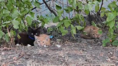 İki sokak kedisini yakından çek, biri mavi kurdeleli, biri kızıl, yeşil bir çalılığın altında sıcak ve güvenli olmak için bir araya toplanmış, diğeri ise arka planda dinleniyor..