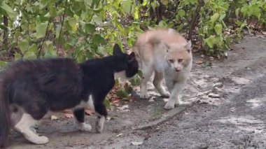 Kızıl bir kedi kemerli bir sırtla kendini savunur ve yaklaşan siyah beyaz bir kediye kürk kaldırır. Evsiz kediler yeşil çalıların yanındaki yolda gergin bir soğukluk içindeler..
